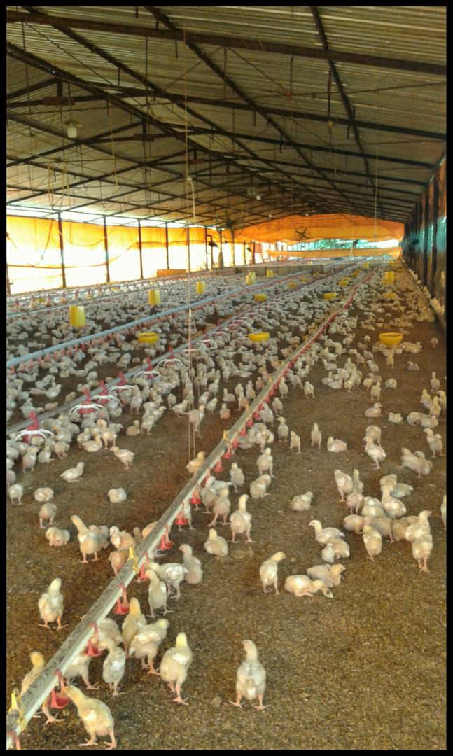 ATF-03 Finca en Venta Avicola, Porcina Y Ganadera 70% Mecanizable - Imagen 8