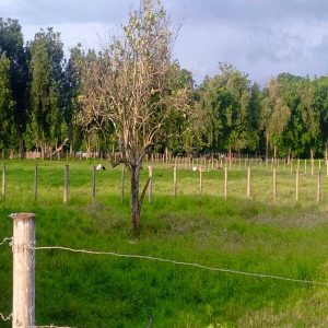 ELBF-71 Finca en Venta Boraure