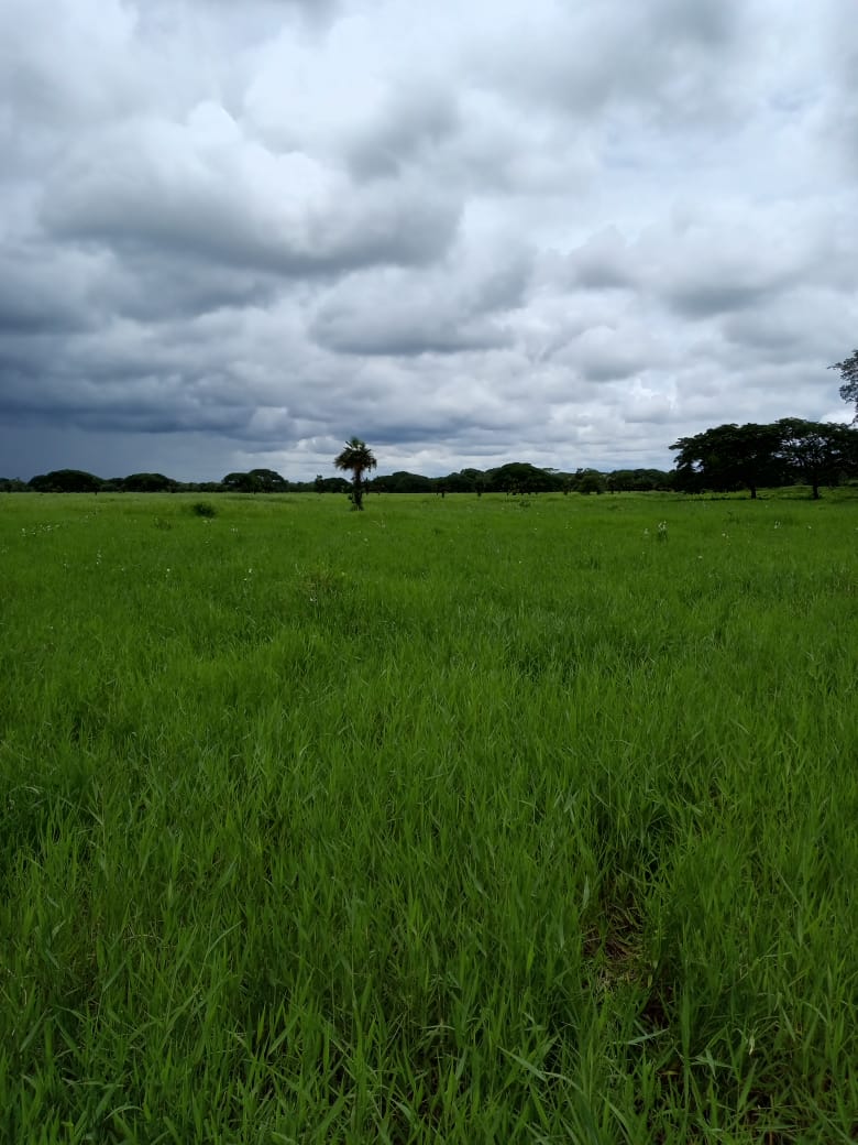 DIF-001 Finca en Venta En Arismendi, Carretera El Baul.