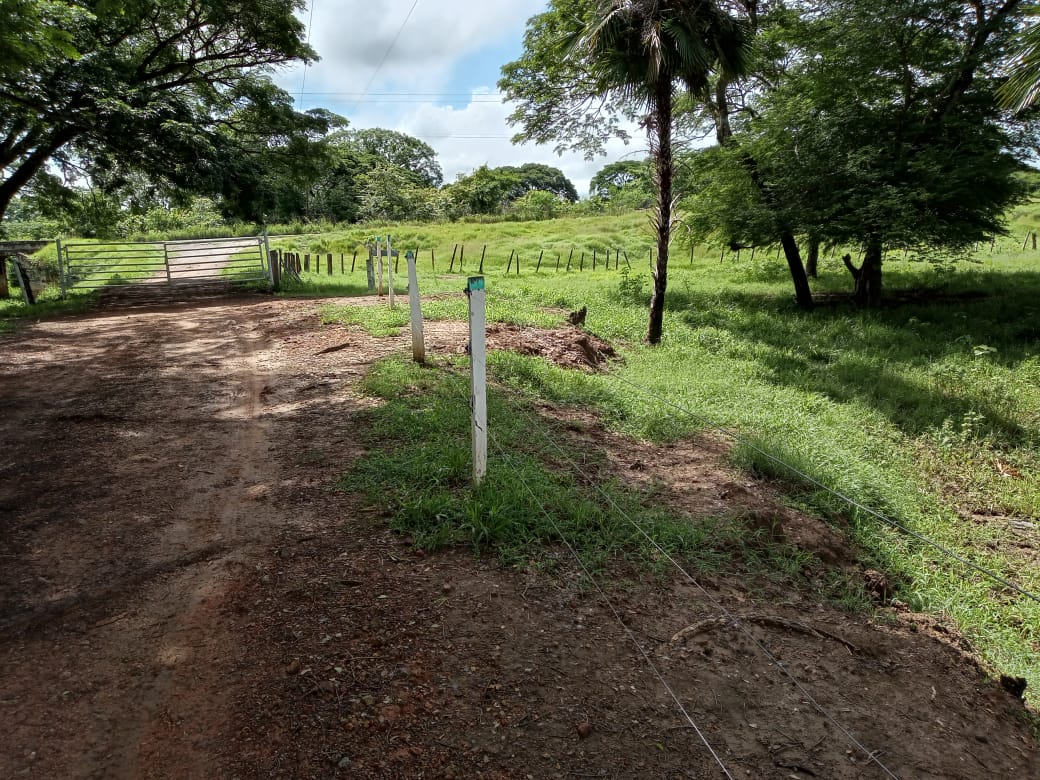 DIF-001 Finca en Venta En Arismendi, Carretera El Baul. - Imagen 3