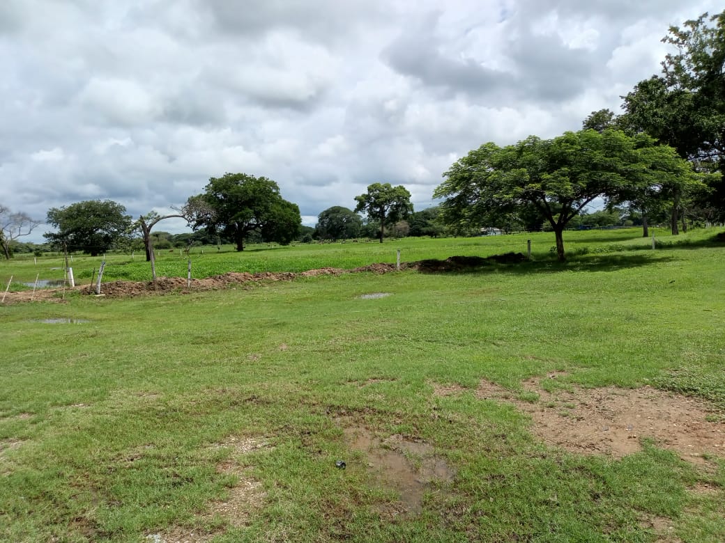 DIF-001 Finca en Venta En Arismendi, Carretera El Baul. - Imagen 4