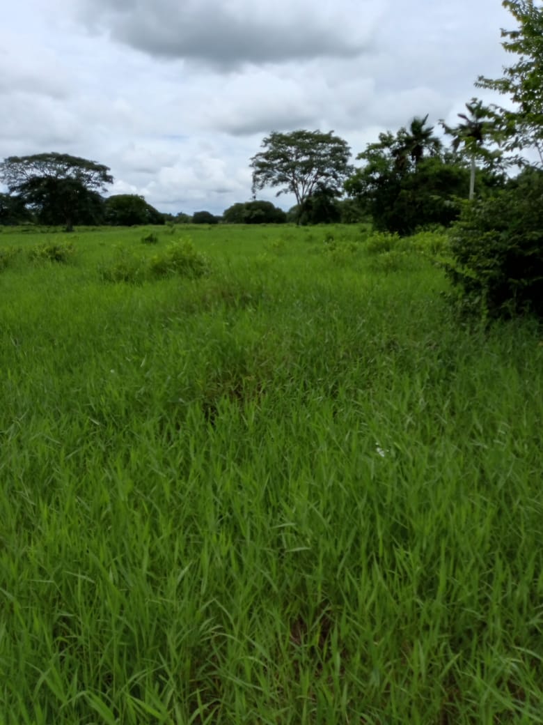 DIF-001 Finca en Venta En Arismendi, Carretera El Baul. - Imagen 5