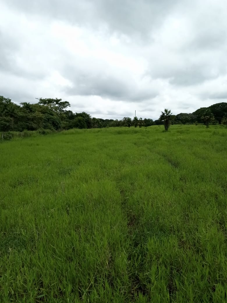 DIF-001 Finca en Venta En Arismendi, Carretera El Baul. - Imagen 6
