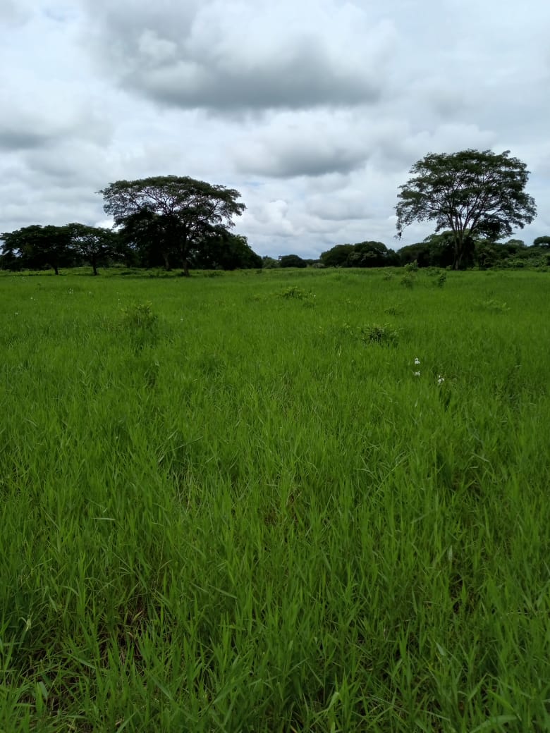 DIF-001 Finca en Venta En Arismendi, Carretera El Baul. - Imagen 7