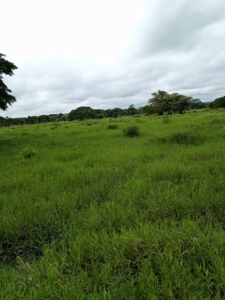 DIF-001 Finca en Venta En Arismendi, Carretera El Baul. - Imagen 8