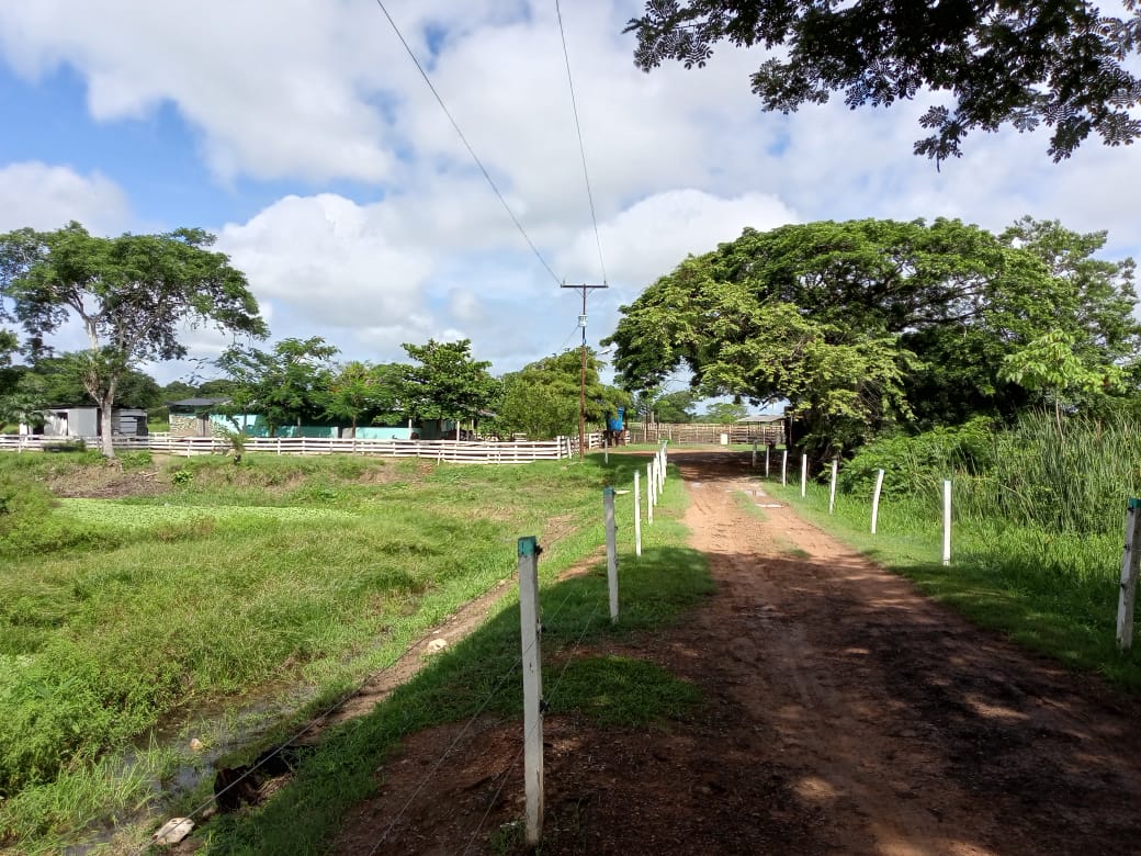 DIF-001 Finca en Venta En Arismendi, Carretera El Baul. - Imagen 9