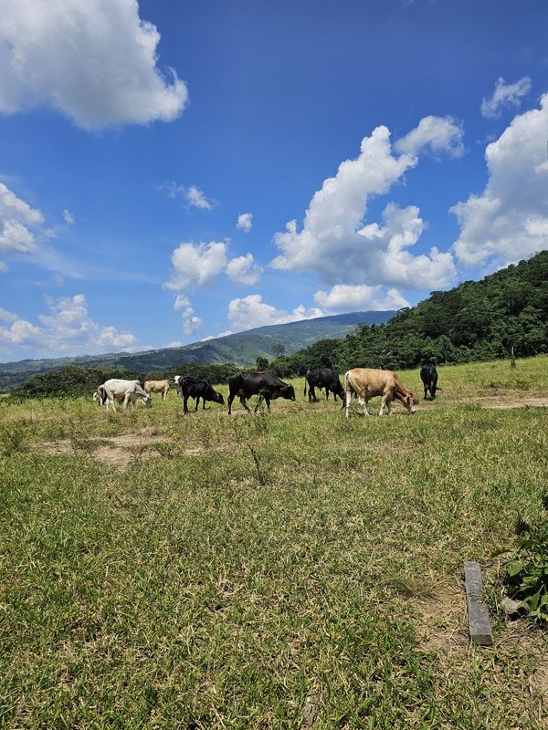 ETF-005 Finca en Venta Agropecuaria Triple P