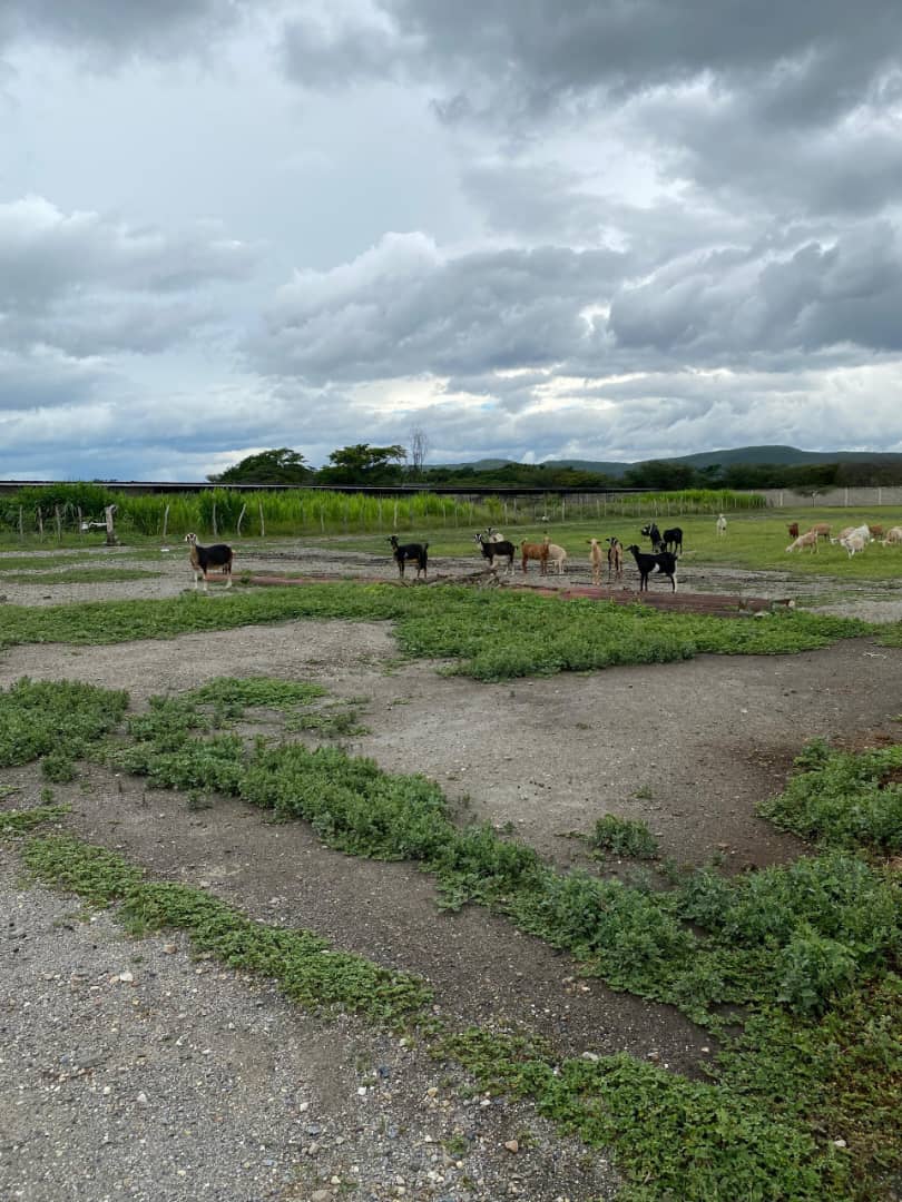 ELBT-046 Terreno en Venta Granja Multiproposito En Cuara A 5 Minutos De Quibor - Imagen 8