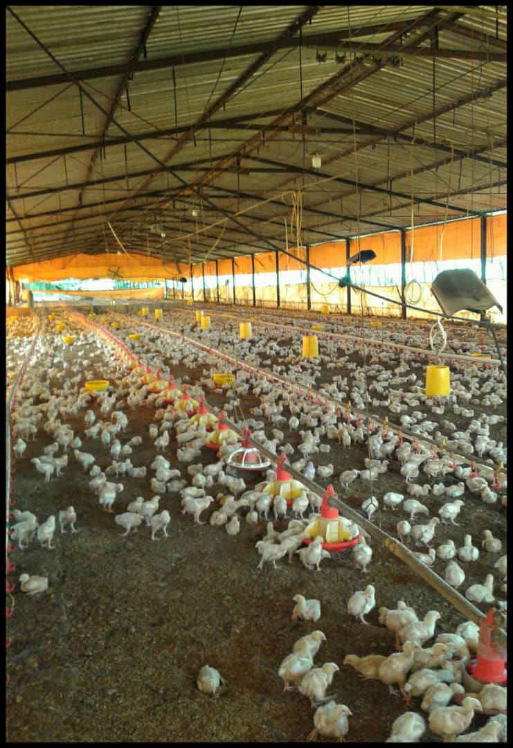ATF-03 Finca en Venta Avicola, Porcina Y Ganadera 70% Mecanizable - Imagen 10