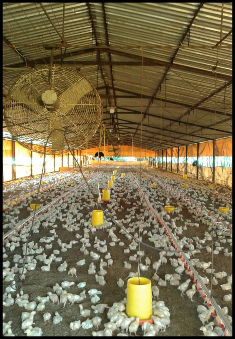 ATF-03 Finca en Venta Avicola, Porcina Y Ganadera 70% Mecanizable - Imagen 9