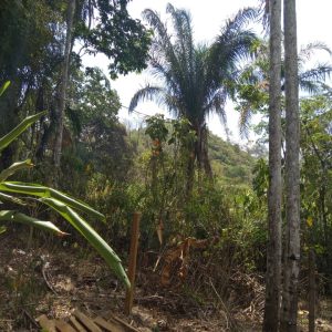 ELBF-67 Finca en Venta Buria