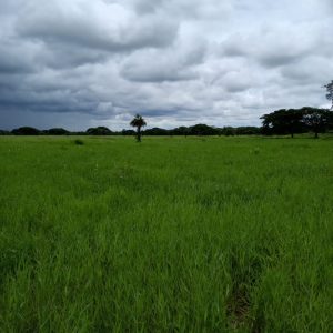DIF-001 Finca en Venta En Arismendi, Carretera El Baul.